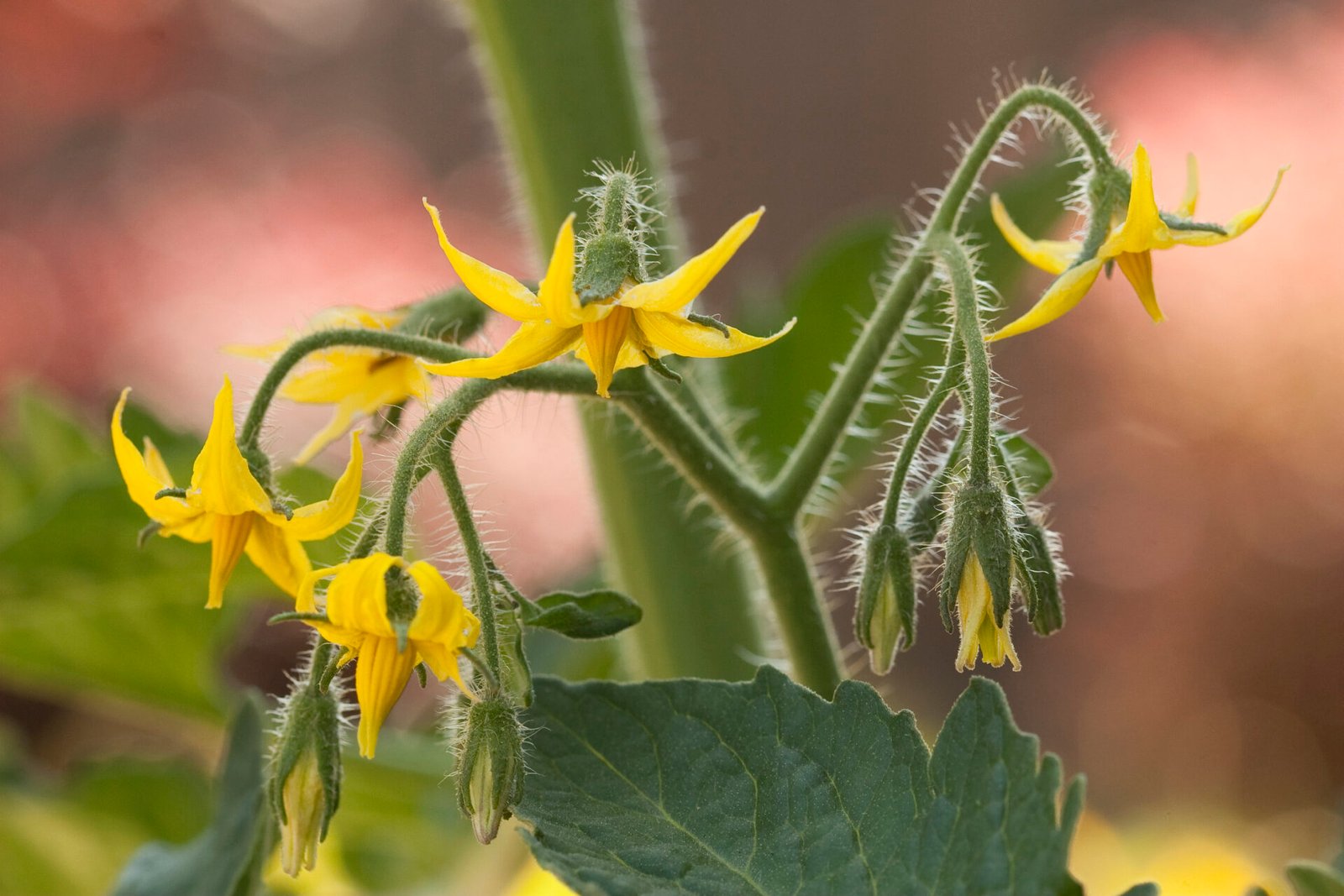 tomato plant flowers