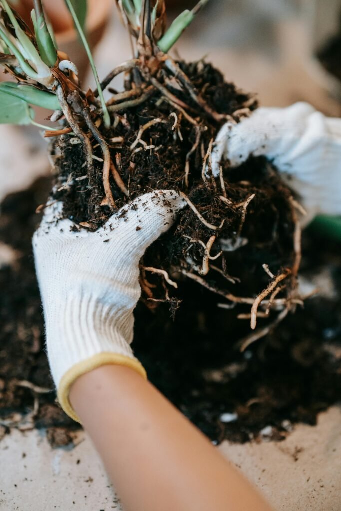 indoor plant potting soil