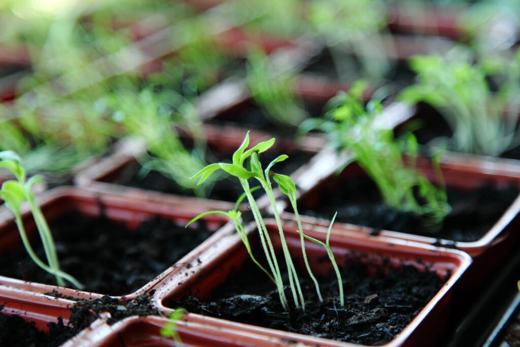 indoor plant potting soil