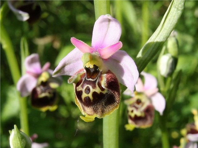 how to grow ophrys