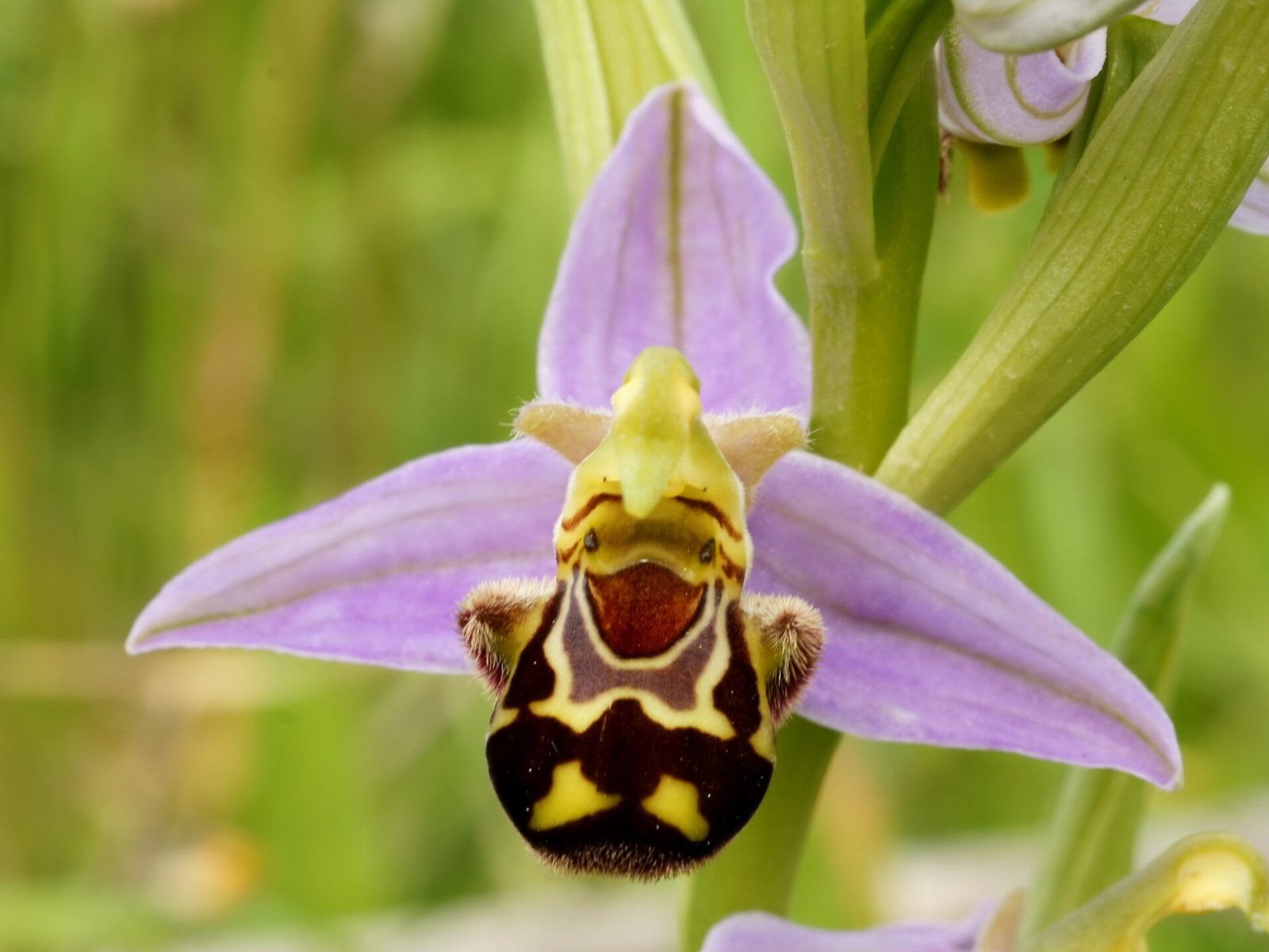 how to grow ophrys