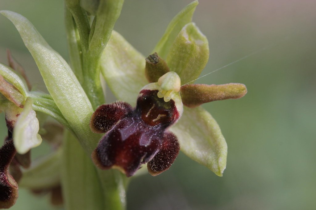 how to grow ophrys