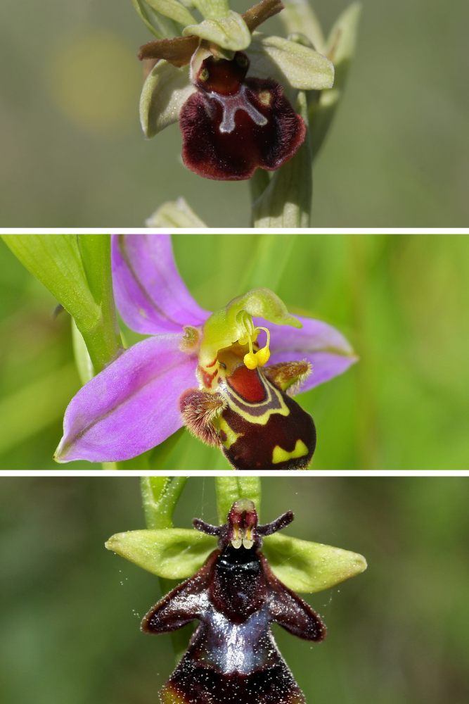 how to grow ophrys