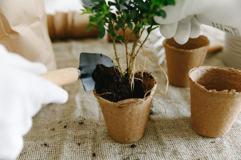 indoor plant potting soil