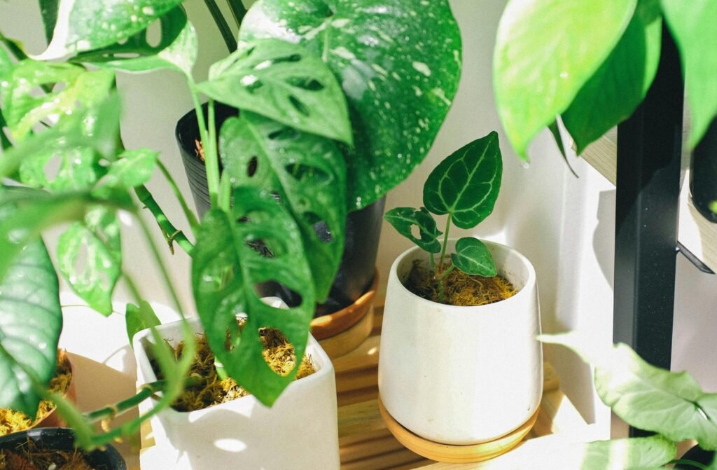 Indoor Plant Care