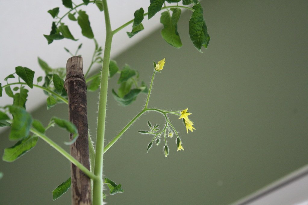 tomato plant flowers