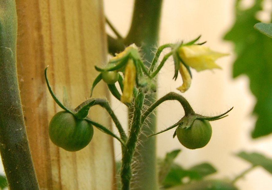 tomato plant flowers