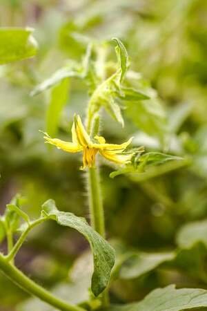 tomato plant flowers 