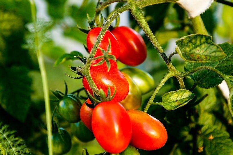 tomato plant flowers