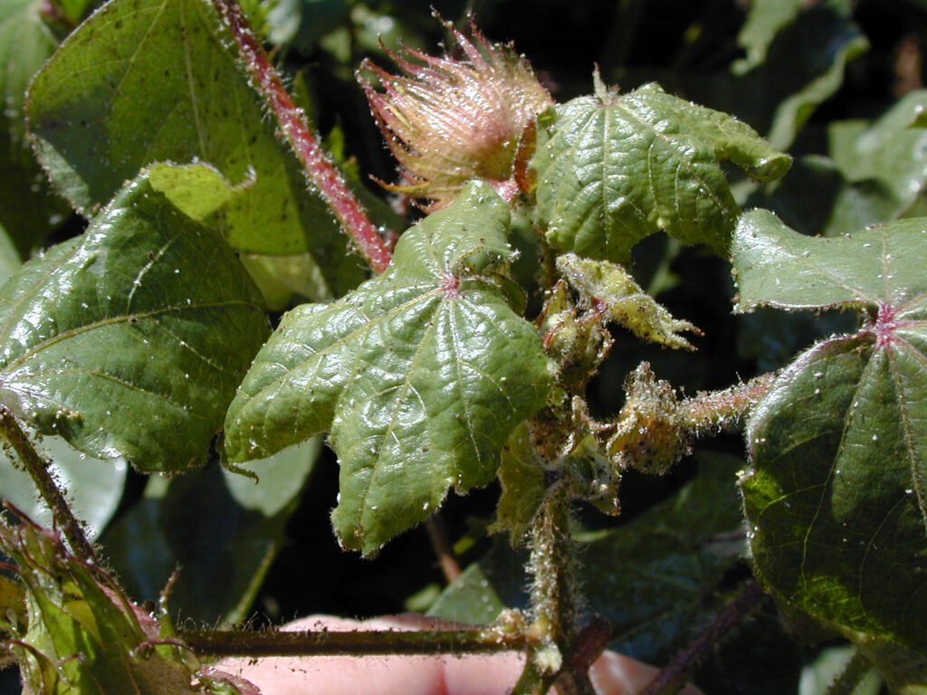 Aphids on Houseplants