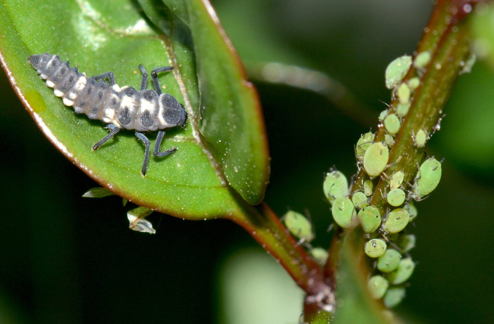 Aphids on Houseplants