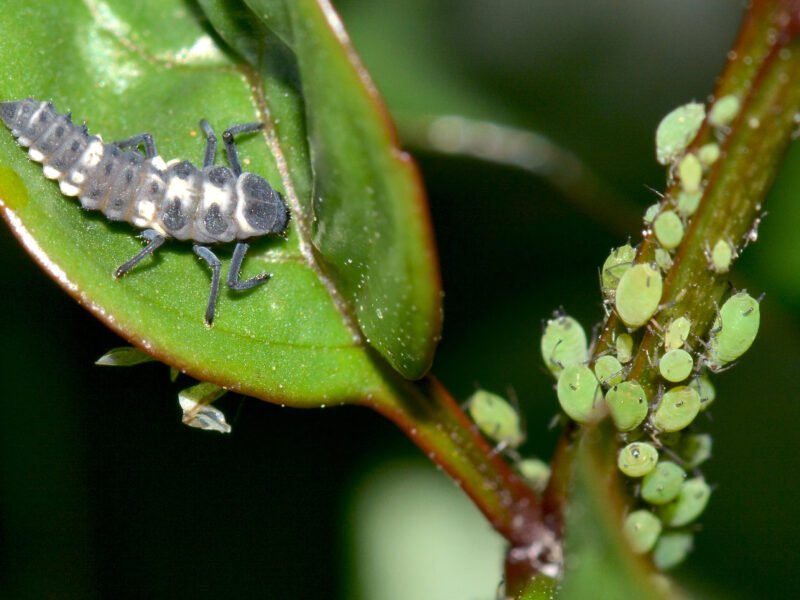 Aphids on Houseplants