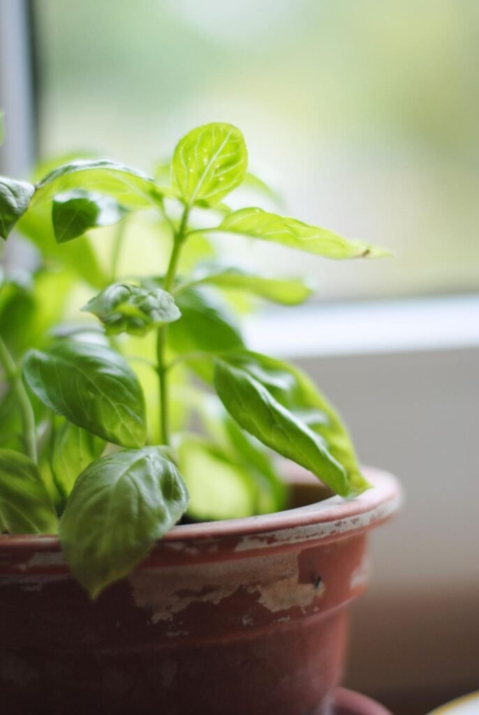 how many basil plant should be in one pot