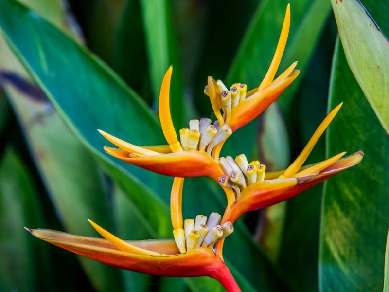 Bird of Paradise Plant Care Indoors