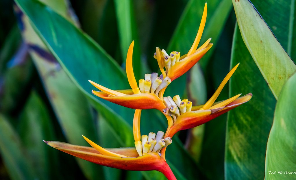 Bird of Paradise Plant Care Indoors