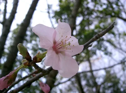 Cherry blossom tree seeds