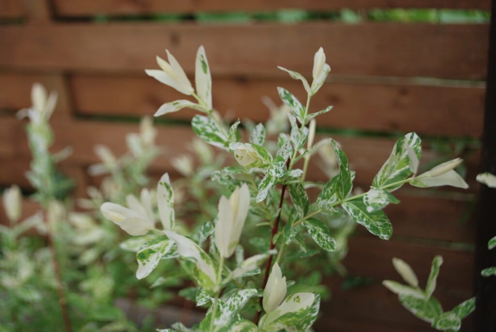 dappled willow shrub