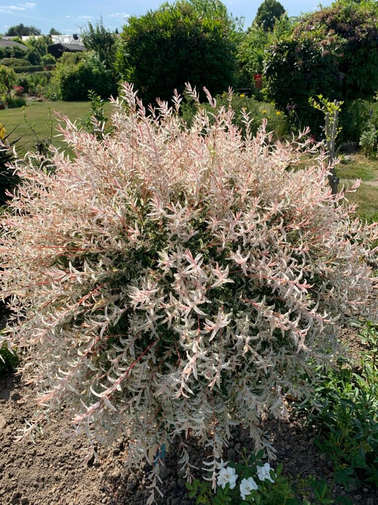 dappled willow shrub