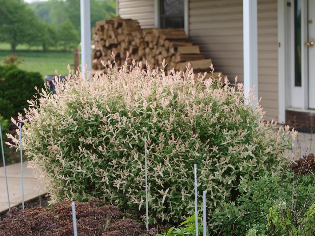 dappled willow shrub