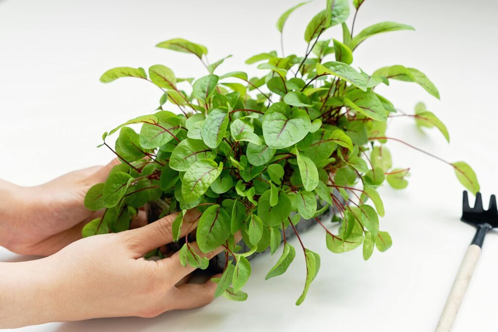 how to clean houseplant leaves