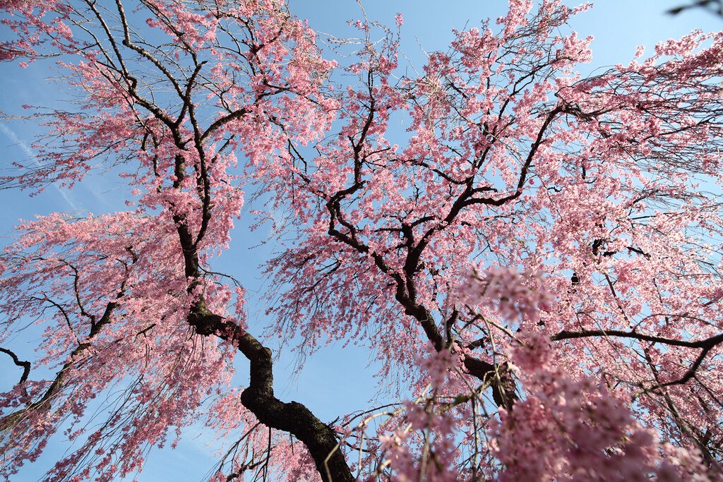 cherry blossom tree seeds