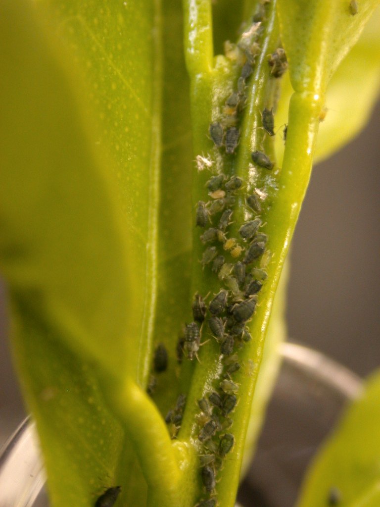 Aphids on Houseplants