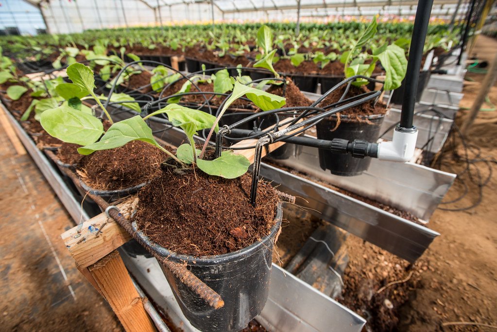 Indoor Plant Irrigation Systems