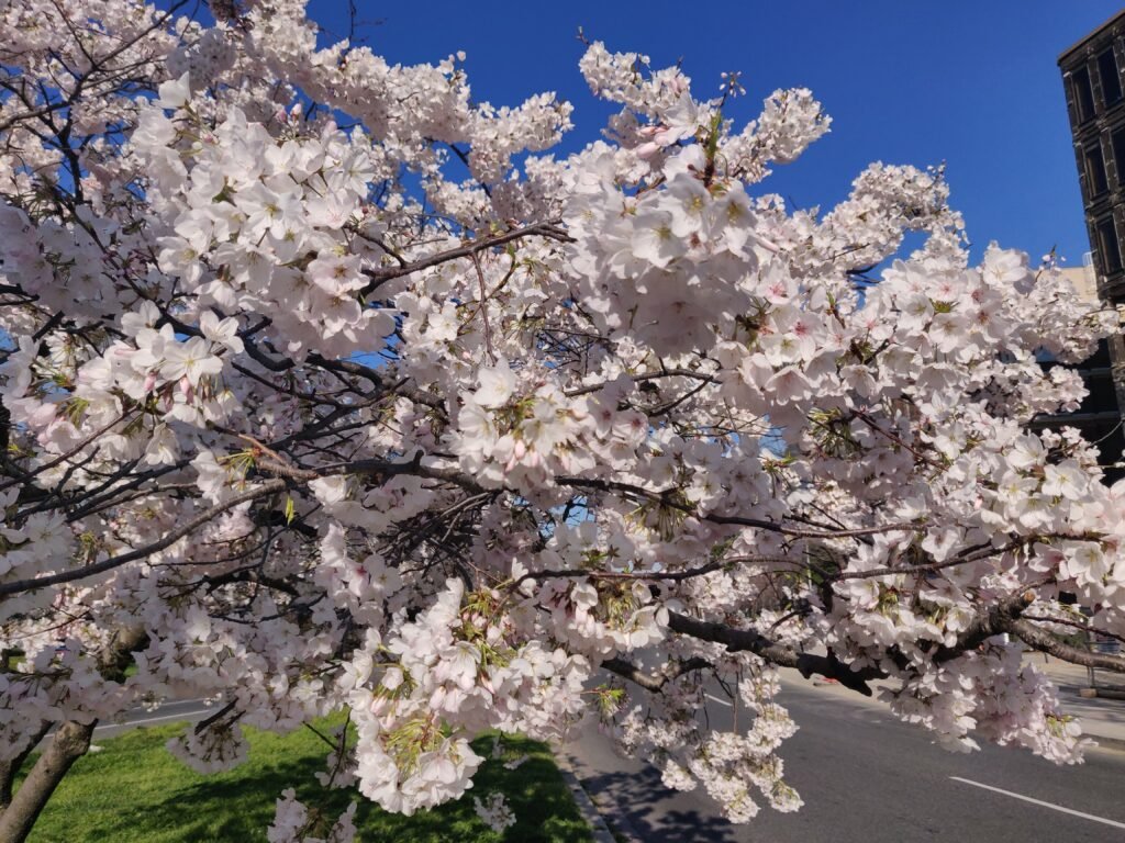 cherry blossom tree seeds