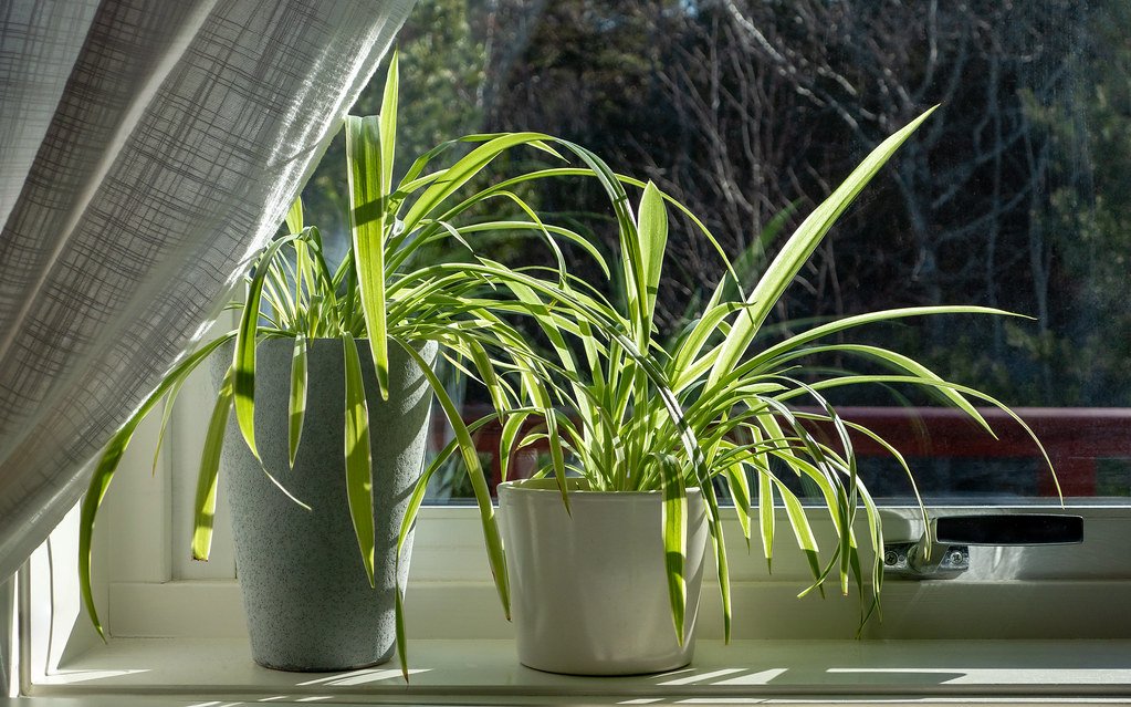 oyster plant care