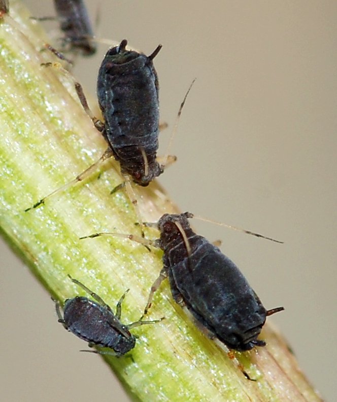 Aphids on Houseplants