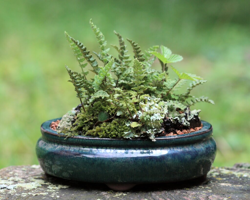 diy indoor fairy garden ideas