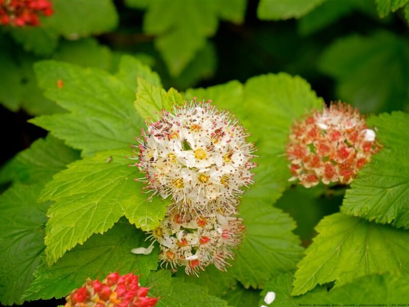 ninebark shrub