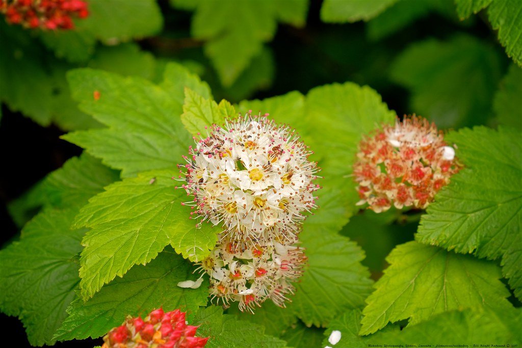 ninebark shrub