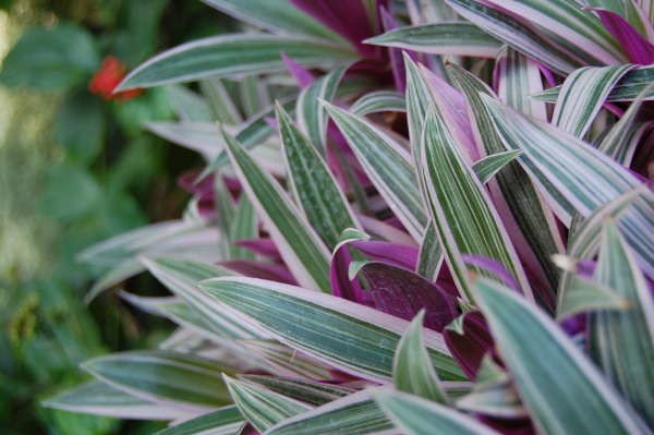 Oyster Plant Care