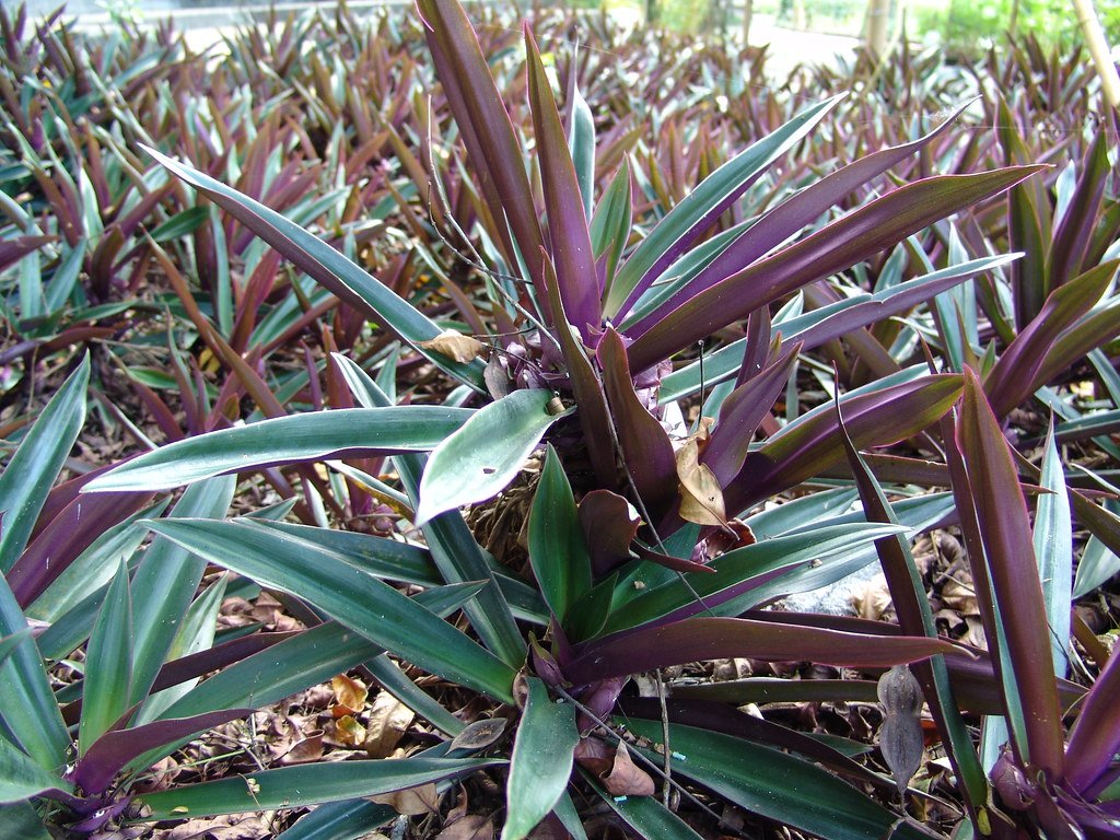 oyster plant care