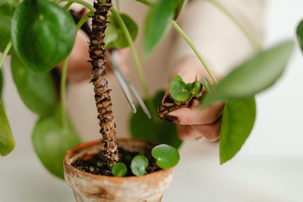 bird of paradise plant care indoor