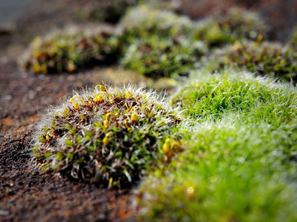 diy indoor fairy garden ideas