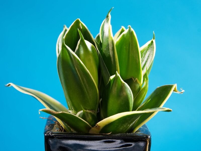 snake plant brown tips