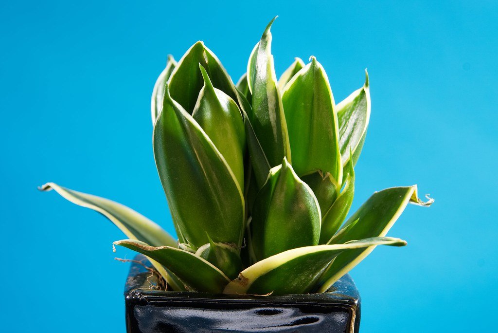 snake plant brown tips