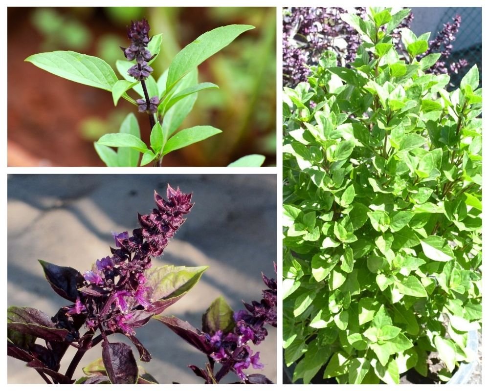 how many basil plant should be in one pot