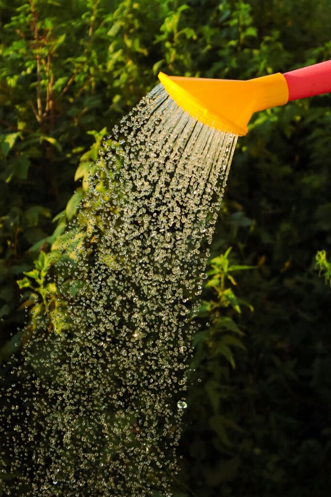 peacock plant care