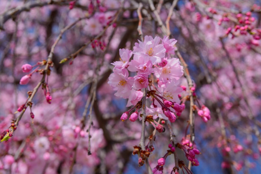 cherry blossom tree seeds