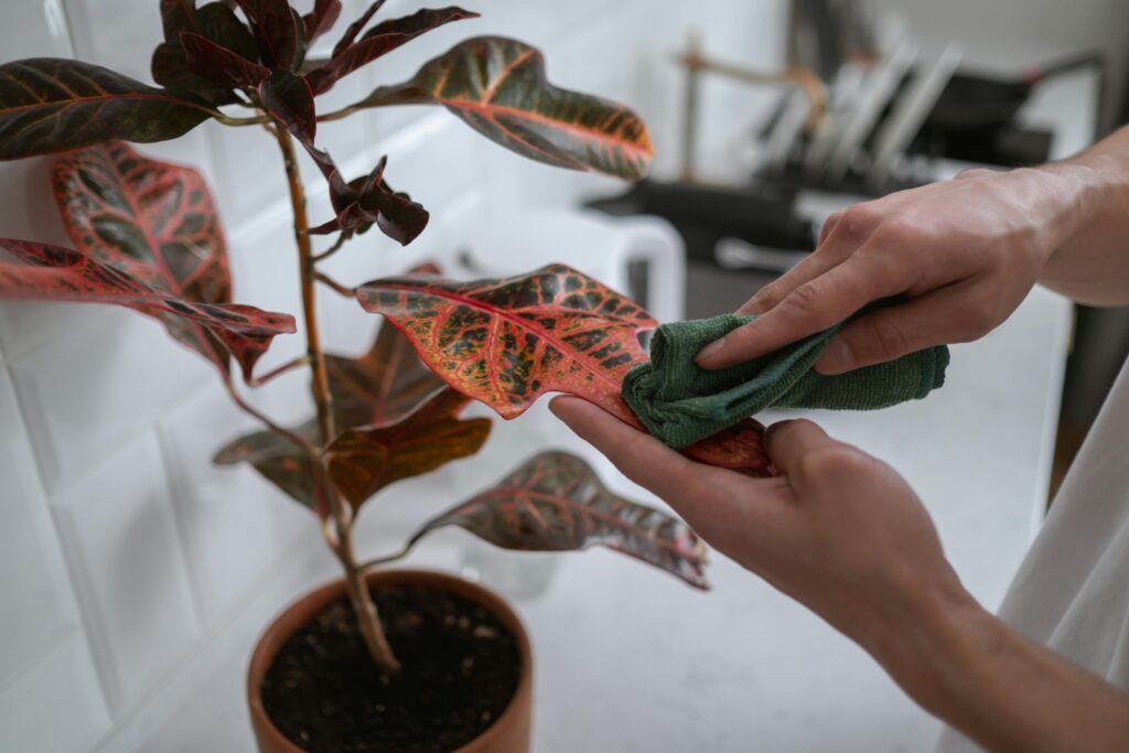 how to clean houseplant leaves