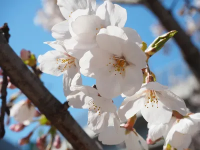 cherry blossom tree seeds