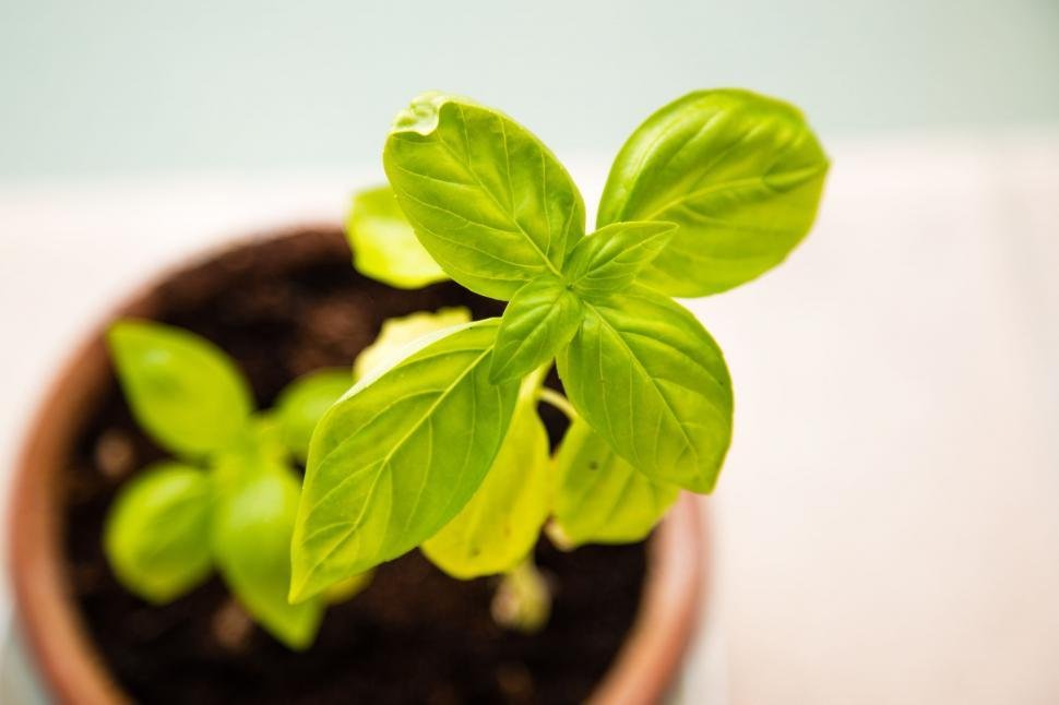 how many basil plant should be in one pot