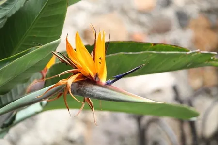 bird of paradise plant care indoor