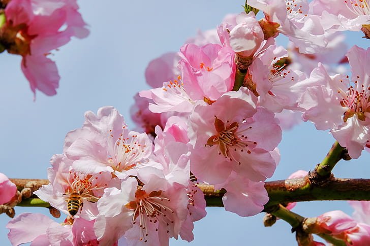 cherry blossom tree seeds