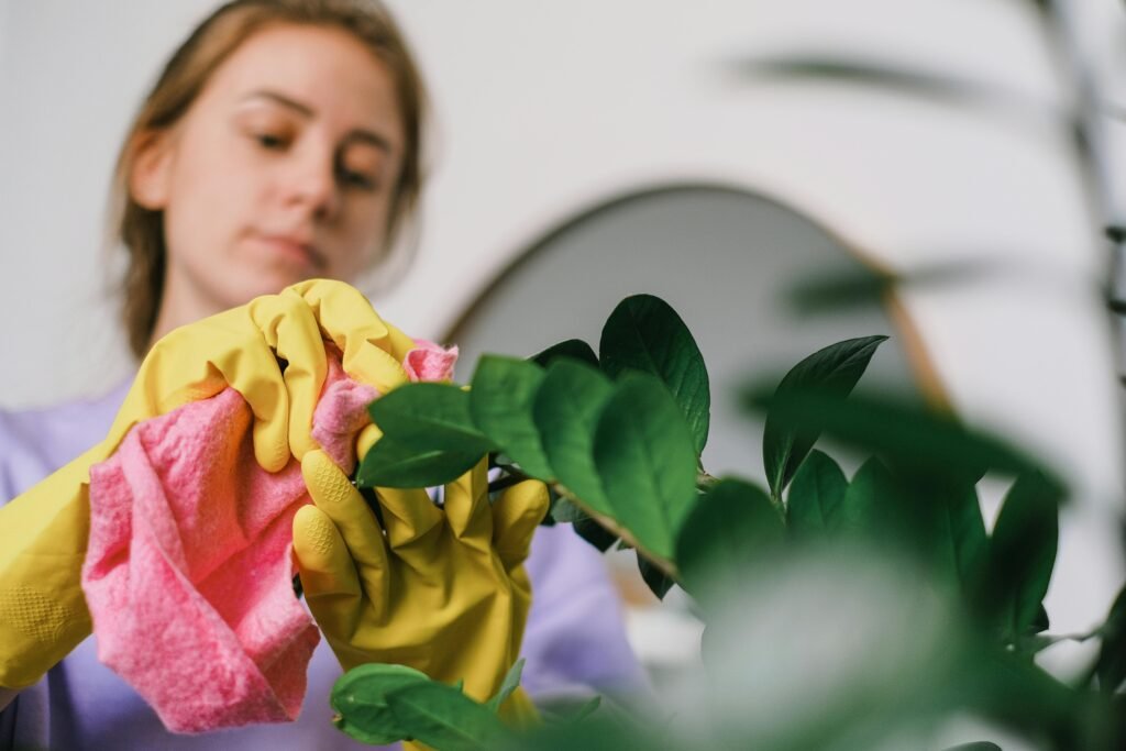 how to clean houseplant leaves