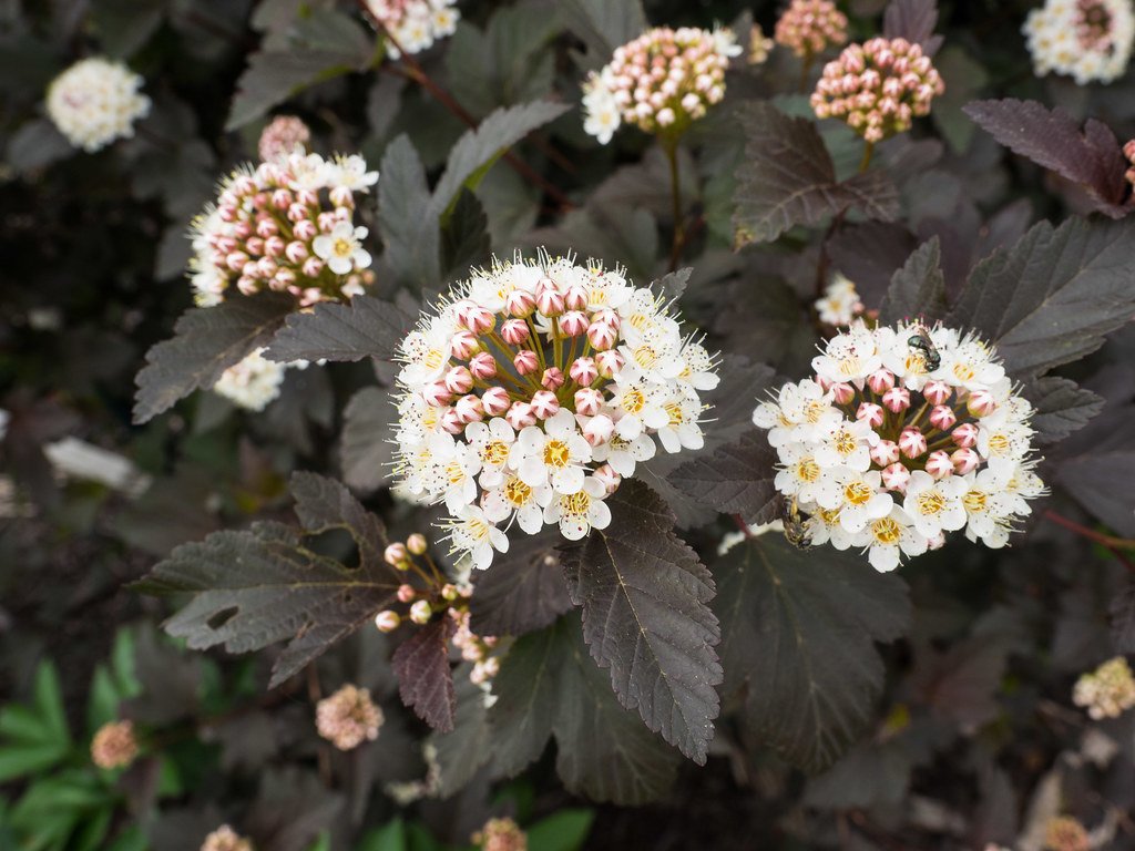 ninebark shrub