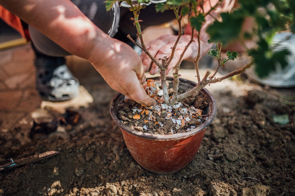 oyster plant care